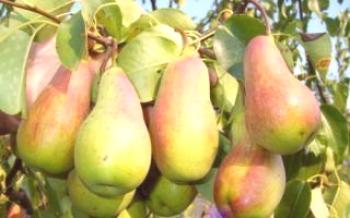Характеристики Pear Forest Beauty Pear