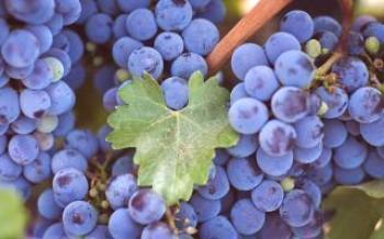 Изабела - ползите и вредите от гроздето