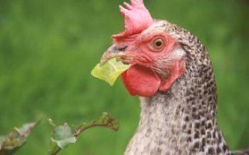 Пушкин пиле: описание на породата Кура