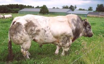 Vacas azuis belgas: características da raça da vaca