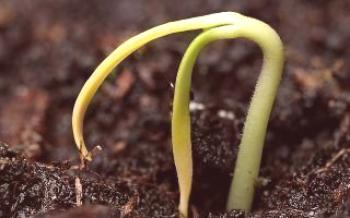 Uzgoj sadnica paprike iz sjemena

papar