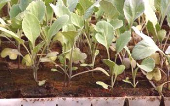 Karfiol: pestovanie sadeníc zo semien kapusty