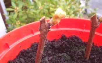 Como crescer uma muda de uva de Chubuk