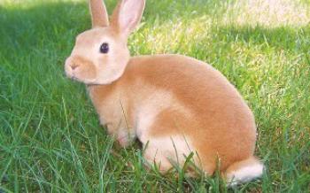 Sobre las enfermedades de conejos ornamentales. Conejos.