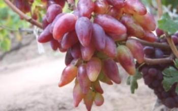 Características das uvas rosa Dubovsky