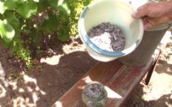 Como e quando aplicar fertilizante para uvas