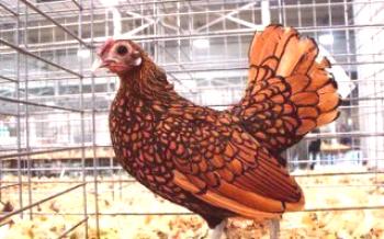 Карактеристике кокошака хентамока - жива декорација фарме

Пилићи