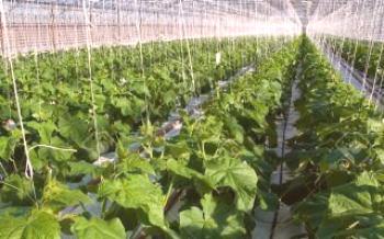 Основни правила за засаждане на краставици в парникови краставици