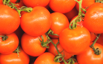 Amadurecimento Siberiano - um grau maduro precoce de um tomate Tomate