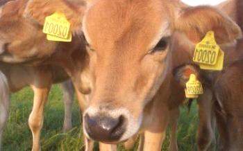 Описание Джерси млечни крави крава