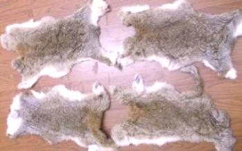 Как да направите заек кожата у дома?Зайци