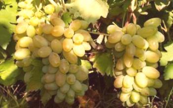 Тимур - сорт грозде