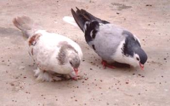 A condição de saúde da ave está relacionada com o que seus pombos comem.

Pombos