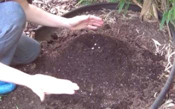Como plantar sementes de abóbora no campo aberto Abobrinha