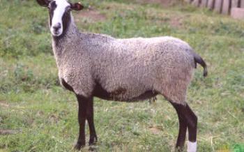 Raça romanovskaya de ovelhas ovelhas