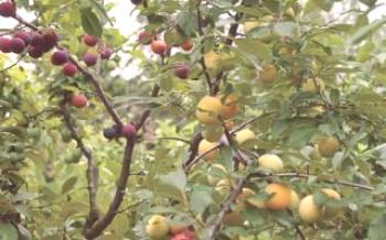 Какви градински култури могат да бъдат засадени в Plum plum