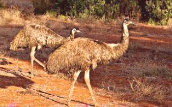 Que tipo de pássaro avestruz australiano

Avestruzes