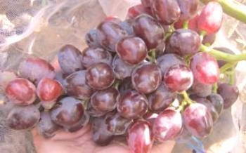 Ace Bordeaux - a mais nova variedade de uva híbrida