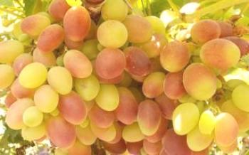 Uvas doces e suculentas, que são mais de 7000 anos de idade - este é Taifi