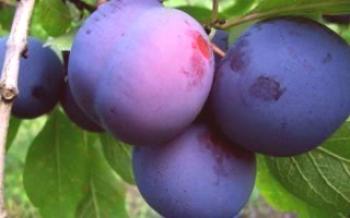 Características de variedades crescentes de ameixas

Ameixa