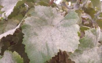 Mealy dew (oidium) върху гроздето - описание на болестта