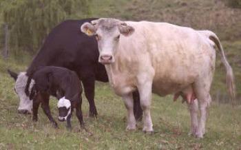 Методи за определяне на бременността при крава