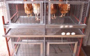 Kako sami izgraditi kavez za kokoši?

kokoši