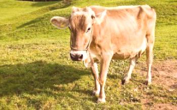 Характеристики на швейцарските крави