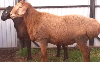 Tudo o que você precisa saber sobre ovelhas Hissar

Ovelhas