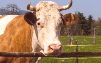 Gado saudável: o tratamento de doenças ginecológicas em vacas Vacas