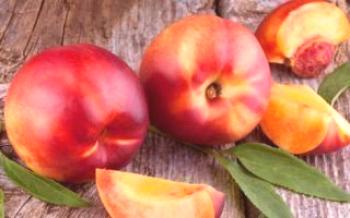 Peculiaridades do cultivo de um híbrido de pêssego e damasco Apricot