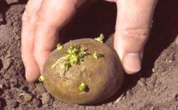 Колко далеч и как да засадите картофи

картофи