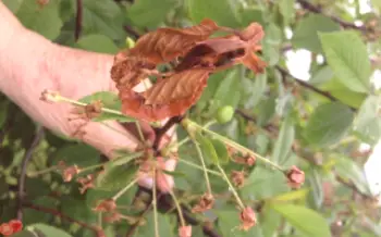 Dôvod sušenia čerešní vetvy po kvitnutí Cherry