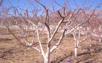 Regras para podar árvores de damasco Apricot