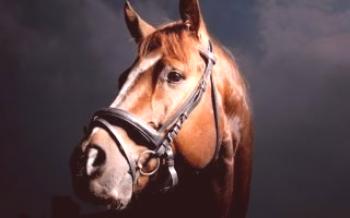 Шта је студирање коњске хипологије?