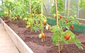 Как да завържете доматите в оранжерията

домат