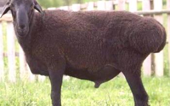 Charakteristika tukových oviec

Ovce