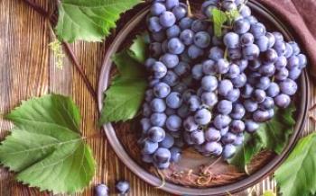 5 доказани начина за увеличаване на реколтата от грозде