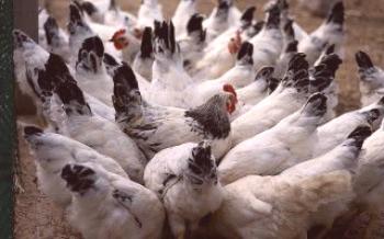 Пулоз: Как да разпознаваме и лекуваме инфекциозно заболяване

пилета