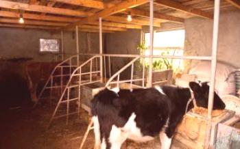 Como fazer uma tenda (celeiro, celeiro) para vacas?

Vacas