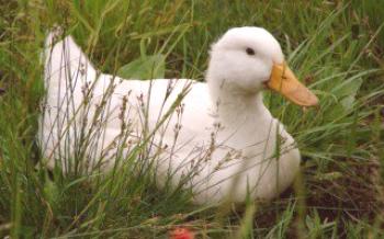 Броилер патке: карактеристике и патке за узгој