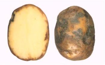 Márgão tardio: sinais da doença e métodos de tratamento da batata Batata