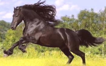 Criação de cavalos Friesian

Cavalos