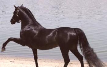 17 най-скъпи коня на света

Коне