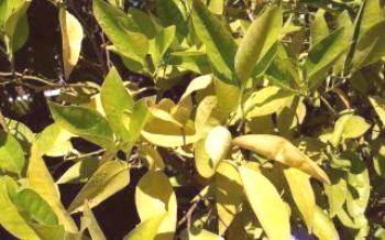 Folhas de limão enroladas e amareladas: as causas da doença Lemon