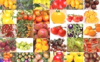 Sementes de tomate de V.D. Popenko para 2019 Tomato