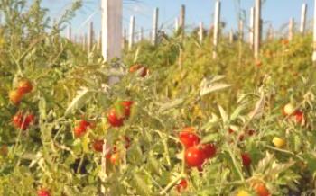 Paradajky v otvorenom poli

paradajka