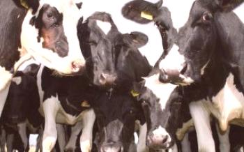 Glavne karakteristike krava holstein pasmine krava