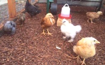 Pássaros caem de pé: o que fazer e como tratar galinhas domésticas

Galinhas