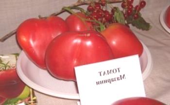 Pestovanie paradajok Mazarin

paradajka